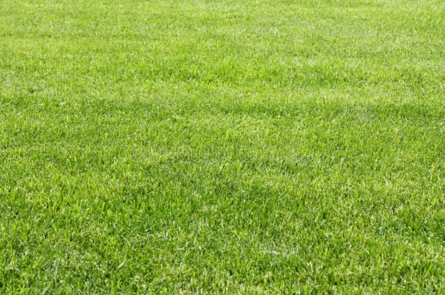 Freshly mowed lawn