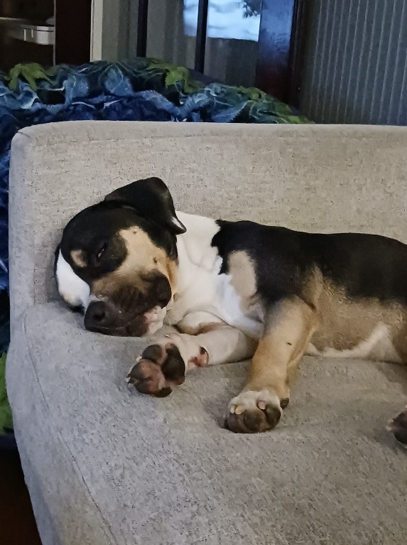 Dog relaxing on a couch while being pet sat