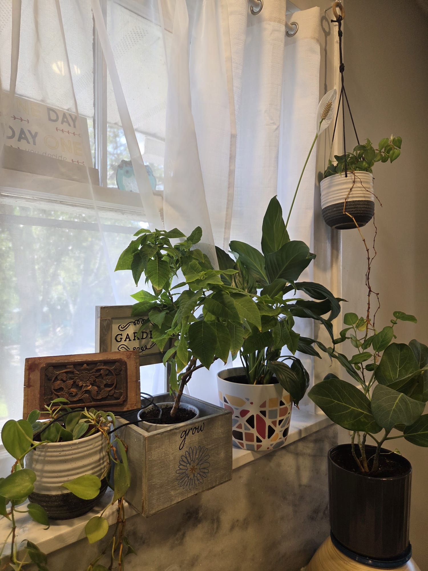 Houseplants on a windowsill being cared for