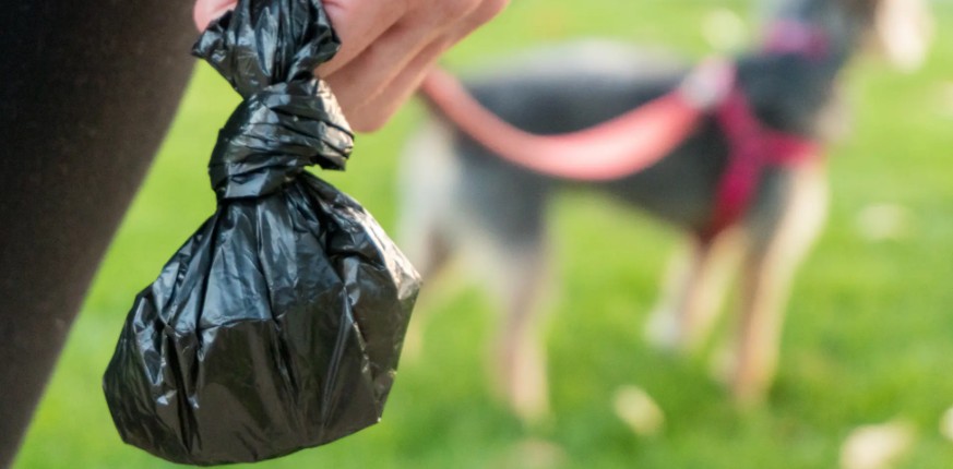 Dog waste bag being held during a walk